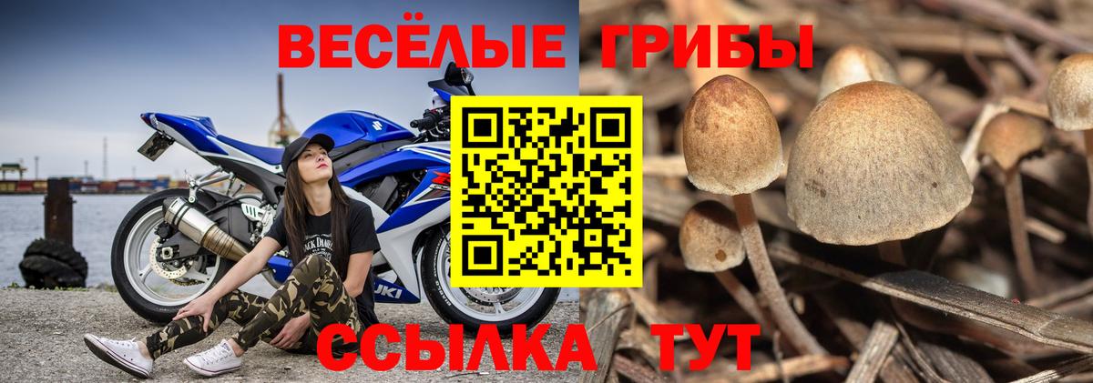 Псилоцибиновые грибы мицелий  хочу   Избербаш  Вход с VPN 